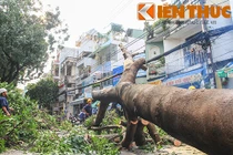 Cây cổ thụ bỗng dưng bật gốc, dân TP HCM được phen hú vía