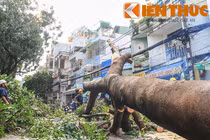 Cây cổ thụ bỗng dưng bật gốc, dân TP HCM được phen hú vía