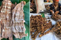 Sợ thực phẩm bẩn, dân thành phố săn sản vật rừng đón tết