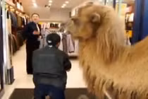 Dắt lạc đà đi ăn xin tại Trung Quốc