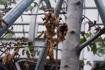 Phong lá đỏ ở Hà Nội không đổi màu, chết héo sau gần 2 năm trồng