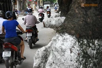 Những cây cổ thụ kỳ dị trên phố Đội Cấn, Hà Nội