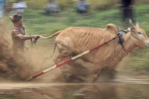 Cuộc đua điều khiển bò bằng đuôi “độc nhất vô nhị“