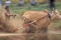 Cuộc đua điều khiển bò bằng đuôi “độc nhất vô nhị“