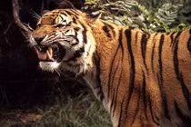 Những vụ thú dữ cắn xé người kinh khiếp ở sở thú