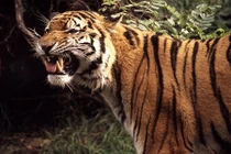 Những vụ thú dữ cắn xé người kinh khiếp ở sở thú