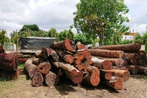 Vụ trùm gỗ lậu Phượng "râu": Bắt một hạt trưởng kiểm lâm