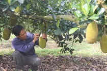 Mít rớt giá thảm vì tin đồn chích thuốc