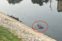 Hà Nội: Phát hiện xác chết nổi trên sông Tô Lịch