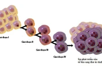 8 hiểu nhầm vô cùng nguy hại về bệnh ung thư