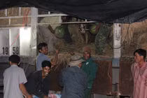 Xem nông dân Quảng Ngãi trắng đêm thu hoạch dưa hấu