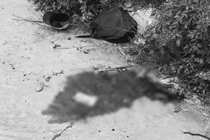 Nam thanh niên sát hại bạn gái rồi uống thuốc diệt cỏ tự tử