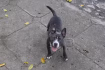 Hà Nội: Nhan nhản chó thả rông không đeo rọ mõm