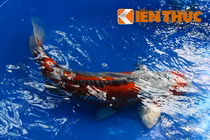 Đổ xô xem trang trại cá Koi nghìn đô khủng nhất VN