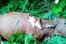 Trâu, bò bỗng dưng mất nội tạng khiến người dân hoang mang
