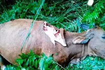 Trâu, bò bỗng dưng mất nội tạng khiến người dân hoang mang