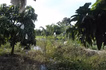 Nghịch tử giết mẹ rồi vùi xác dưới mương nước