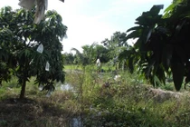 Nghịch tử giết mẹ rồi vùi xác dưới mương nước