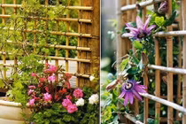 Cách làm giàn hoa leo đơn giản cho nhà đẹp