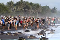 Kinh ngạc cảnh rùa biển leo bờ đẻ trứng ồ ạt 