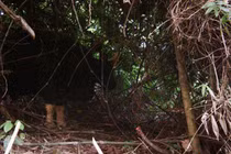 Bất ngờ hàng chục cá thể bò tót trong VQG Phong Nha – Kẻ Bàng