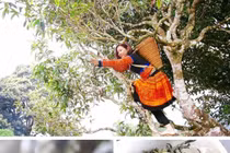 Độc đáo những cây chè khổng lồ 500 năm tuổi giữa biển mây Tà Xùa