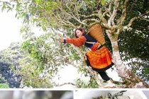 Độc đáo những cây chè khổng lồ 500 năm tuổi giữa biển mây Tà Xùa