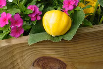 Khám phá bí đao siêu lạ hút hồn bà nội trợ