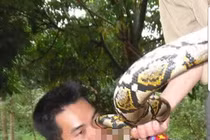 Giết, uống máu trăn gấm quý hiếm rồi đăng hình phản cảm lên Face