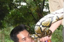 Giết, uống máu trăn gấm quý hiếm rồi đăng hình phản cảm lên Face