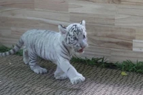 Cận cảnh hổ trắng sơ sinh quý hiếm “hút” dân Sài Gòn