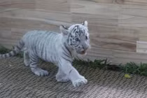 Cận cảnh hổ trắng sơ sinh quý hiếm “hút” dân Sài Gòn