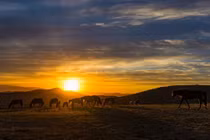 Những khoảnh khắc đẹp không cưỡng nổi về Mông Cổ