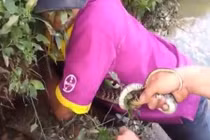 Video: Hai thanh niên Bắc Giang tay không bắt rắn hổ mang