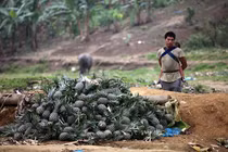 Xót xa cảnh nông dân bỏ cả xe tải dứa vì Trung Quốc ngừng thu mua