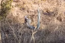 Rắn độc “nhảy samba” trước khi giao phối với bạn tình