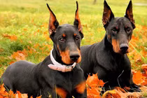 Điểm các giống chó hung hãn, nguy hiểm nhất thế giới