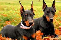 Điểm các giống chó hung hãn, nguy hiểm nhất thế giới