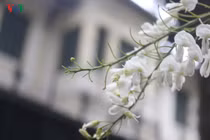 Sắc trắng hoa sưa đẹp dịu dàng góc phố Hà Nội