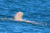 Ấn tượng mặt cười của cá heo mũi hếch quý hiếm