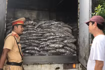 Đà Nẵng: Bắt xe tải chở cá bốc mùi hôi nồng nặc