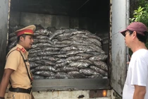 Đà Nẵng: Bắt xe tải chở cá bốc mùi hôi nồng nặc