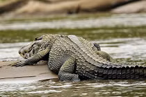 Những quái vật Amazon gây khiếp hãi nhất cho con người