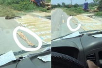 Đặt "bẫy đinh" phơi thóc ngoài đường là hành vi "vô nhân tính"