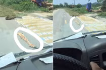 Đặt "bẫy đinh" phơi thóc ngoài đường là hành vi "vô nhân tính"