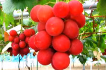 Bí mật ít biết của chùm nho đắt nhất thế giới