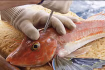 "Bí kíp" nghề cá không giống ai của ngư dân Nhật Bản