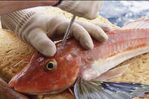 "Bí kíp" nghề cá không giống ai của ngư dân Nhật Bản