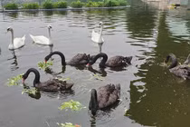 Tận mắt ngắm đàn thiên nga đẻ trứng ở hồ Thiền Quang