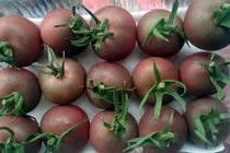 Bỏ đống tiền mua cà chua lạ giá đắt gấp chục lần